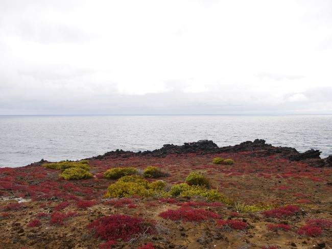 Ecuador 🇪🇨 - Dschungelabenteuer und Galapagos Inseln