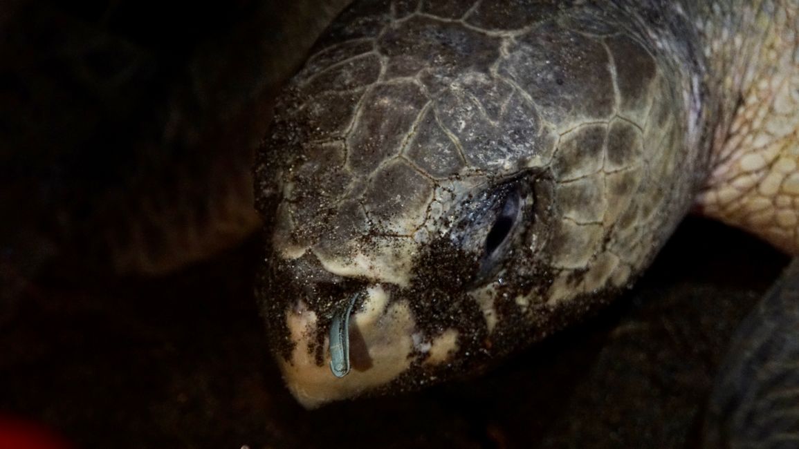 A Pacific ridley turtle laying eggs