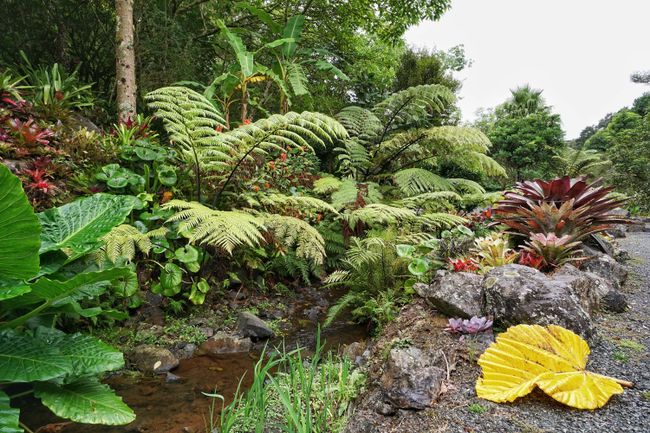 The fern is New Zealand's national symbol