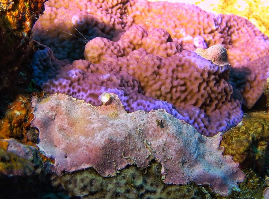 Fiji's corals, the colorful underwater forests
