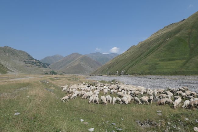 Sheep Herd in the Trudo Valley