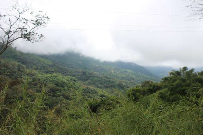 Clouds in the Cloud Forest