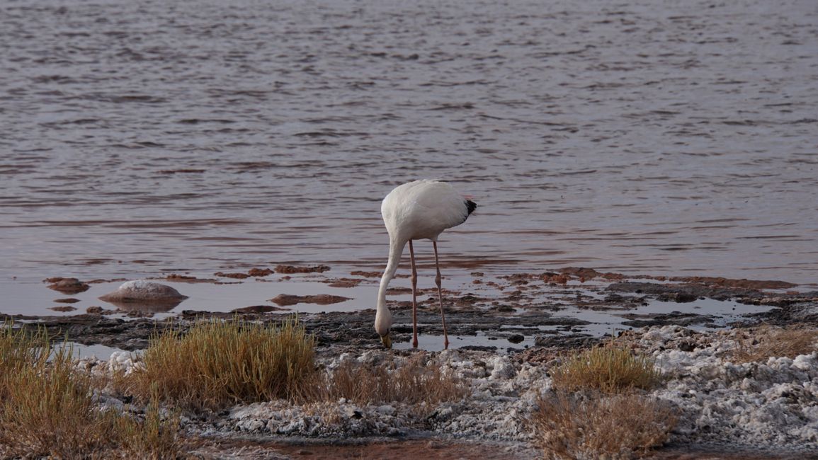Flamingo in the salt lagoon