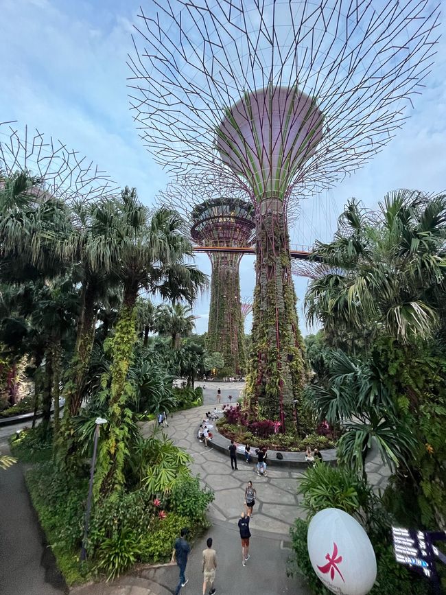 Supertrees im Gardens by the Bay