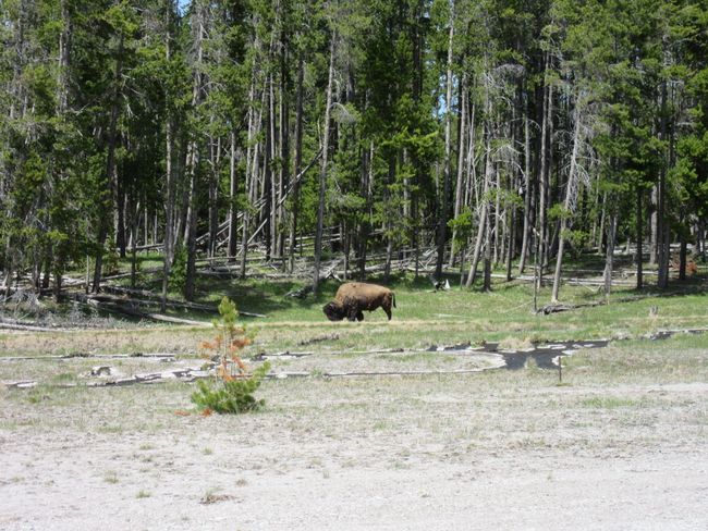 Bären und Yellowstone