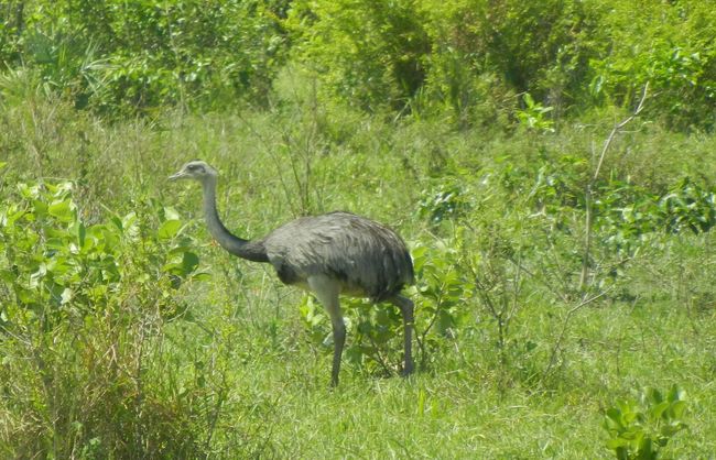Pantanal Emu