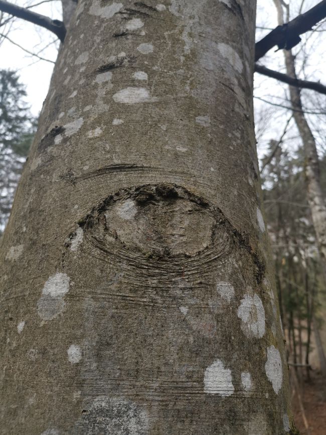 Tree is watching you