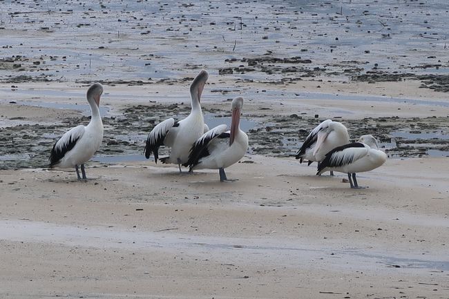 Pelikane am Strand von Cairns.