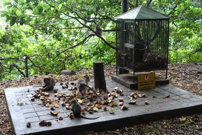 Feeding station for monkeys