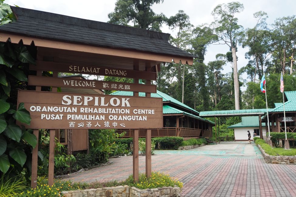 Sandakan🇲🇾auf Borneo: einen Tag in der Sepilok Orang Utan 🦧 Auffangstation, Sun Bear Conversation Centre und Rainforest Discovery Centre 🦜