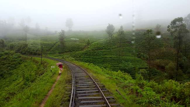 through the tea plantations 