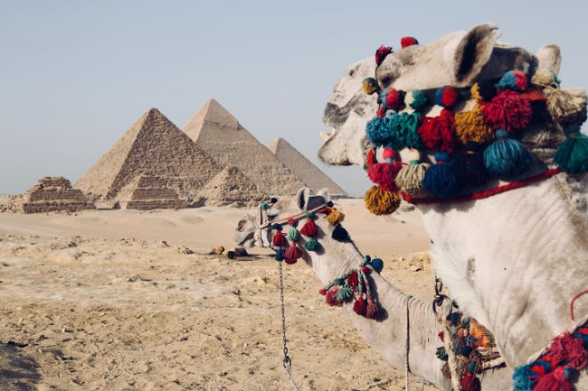 Camel in front of the pyramides