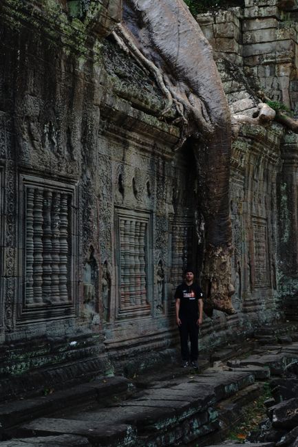Riesige Baumwurzel am Preah Khan