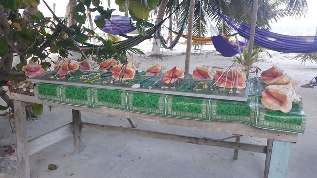 Typical shells from Caye Caulker