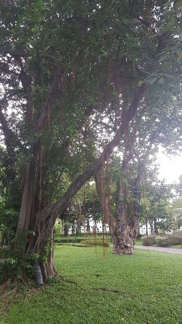 Saranrom Park. Komischer Baum, bei dem Fäden herunterhängen.