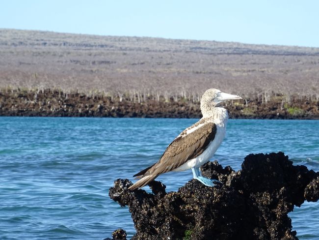 Galapagos tall tales from the seal bank