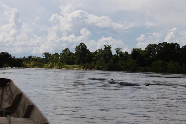 Irrawaddy dolphins (difficult to photograph)