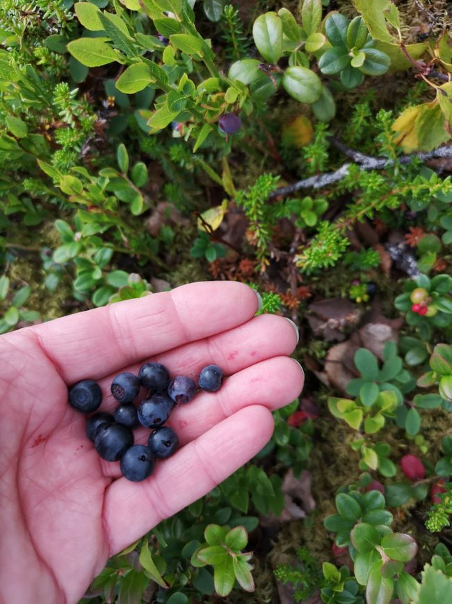 Blueberries as far as the eye can see