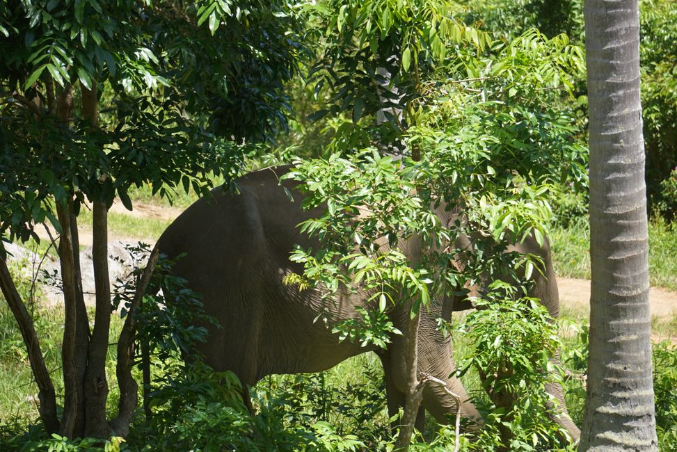 Alte Elefantendamen