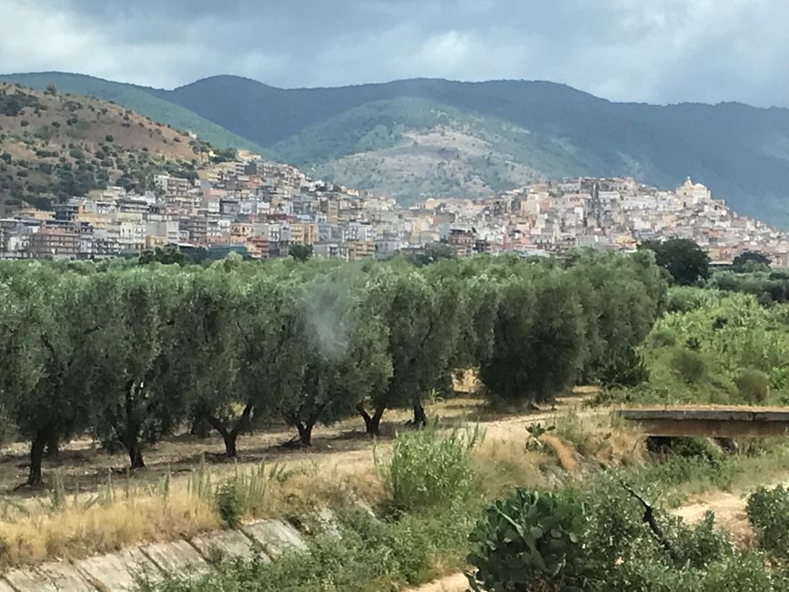 Olive tree plantation...