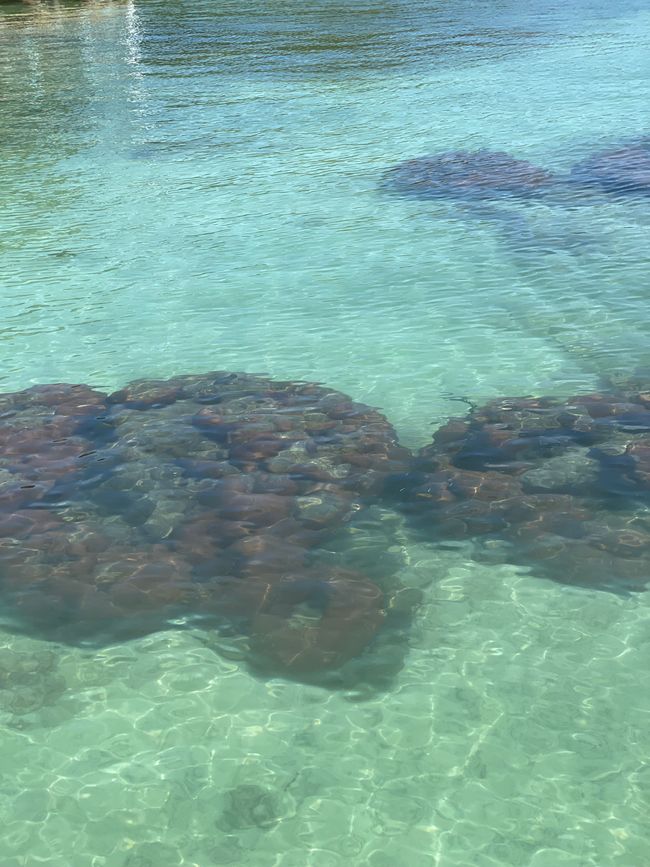 Korallen Riff