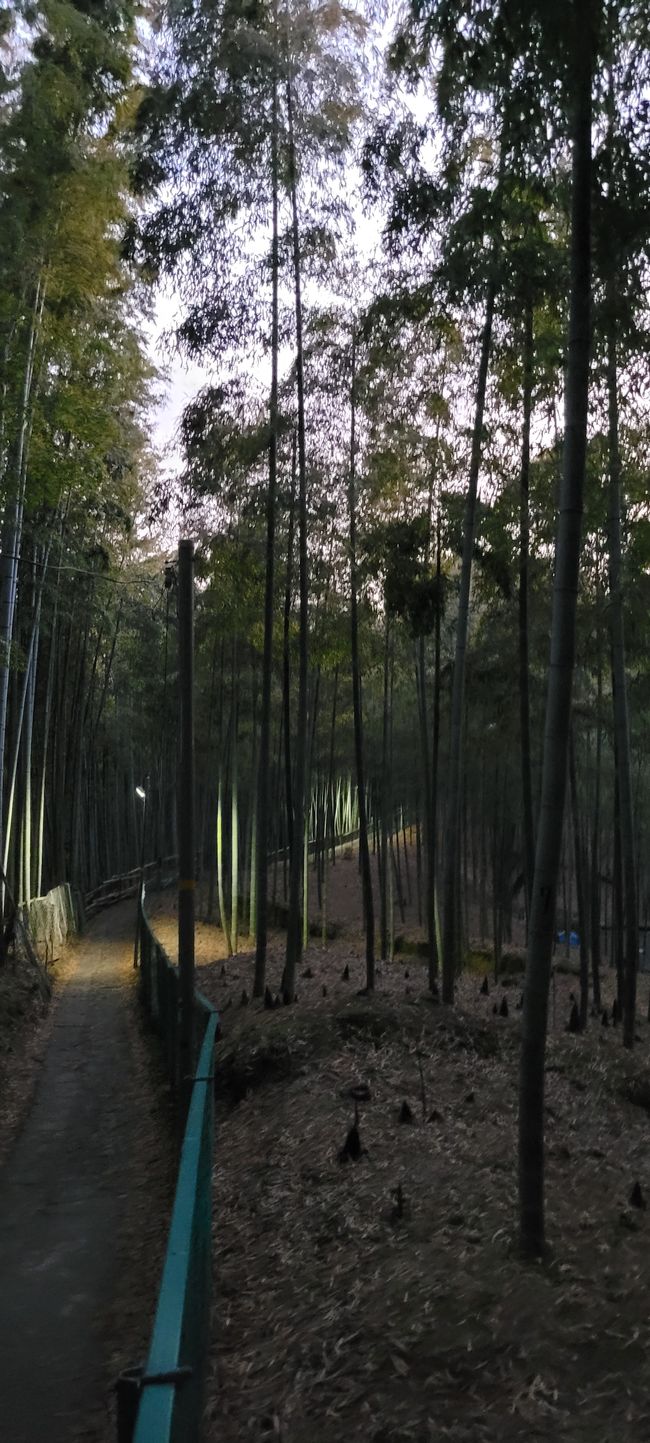 Bambuswald bei Nacht 2 