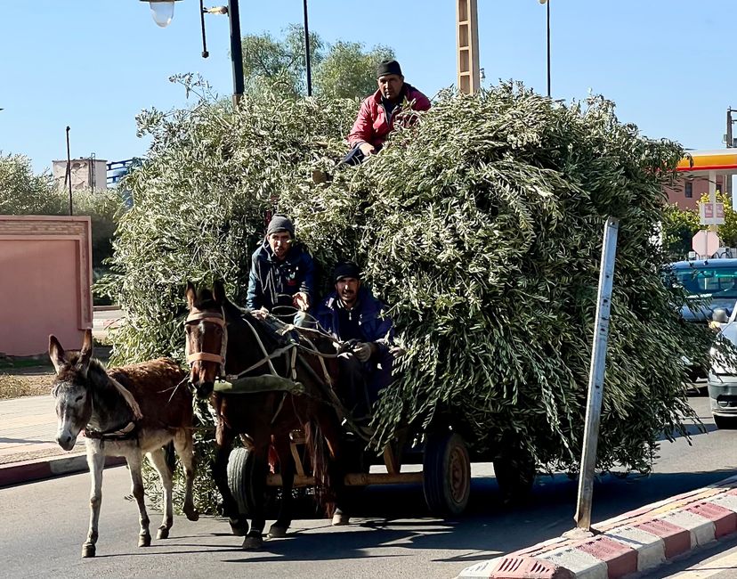 Die Fuhrwerke auf Marokkos Straßen sind meist schwer beladen. (Foto: Birgit)