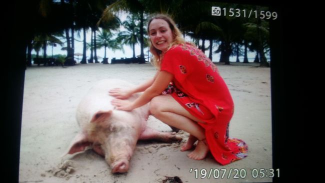 Piggy as a pet.8