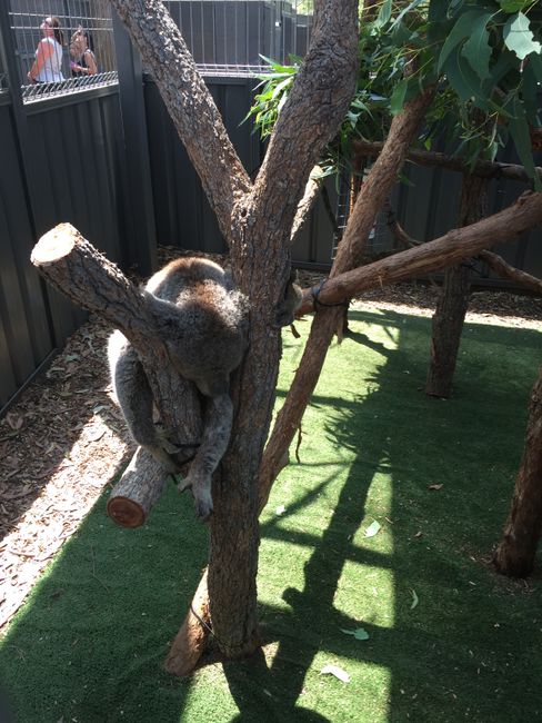 Chapter 4: Sydney, New Year's Eve, and Family Time