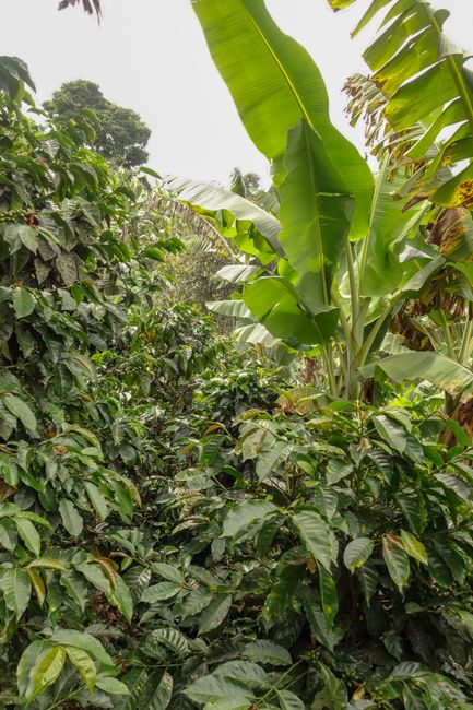 Zwischen den Kaffeepflanzen werden auch Bananen und Orangen gepflanzt. Vom Boden her verträgt sich das. Gleichzeitig spenden die Pflanzen ein wenig Schatten und die süssen Früchte ziehen die Schädlinge an, sodass sie die Kaffeeflanzen nicht angehen.