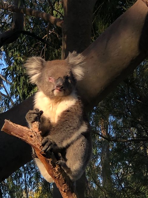 Koalas in Yanchep National Park - so cute