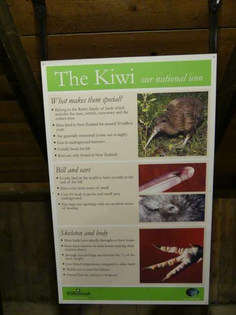 Information board about the kiwi
