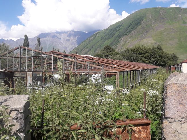 Greenhouse in Achkhoti