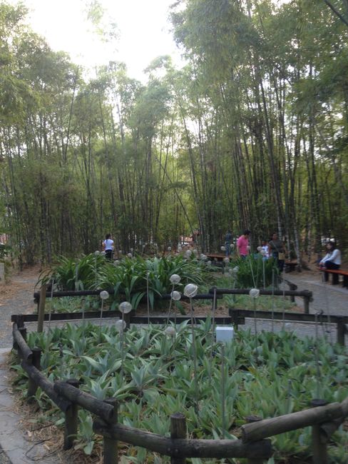 Bambuswäldchen mitten in der Stadt, gleich neben dem Barfußpark