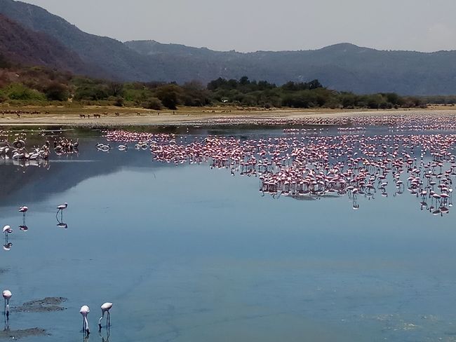 Flamingos, Lake Manyara