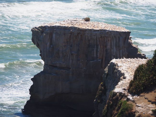 9.1.20 Muriwai Beach, Gannet Colony and from the West to the East Coast