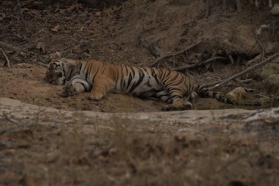 Tiger #5: ... und schlafen.