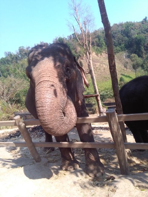 Die 49-jährige Elefantendame