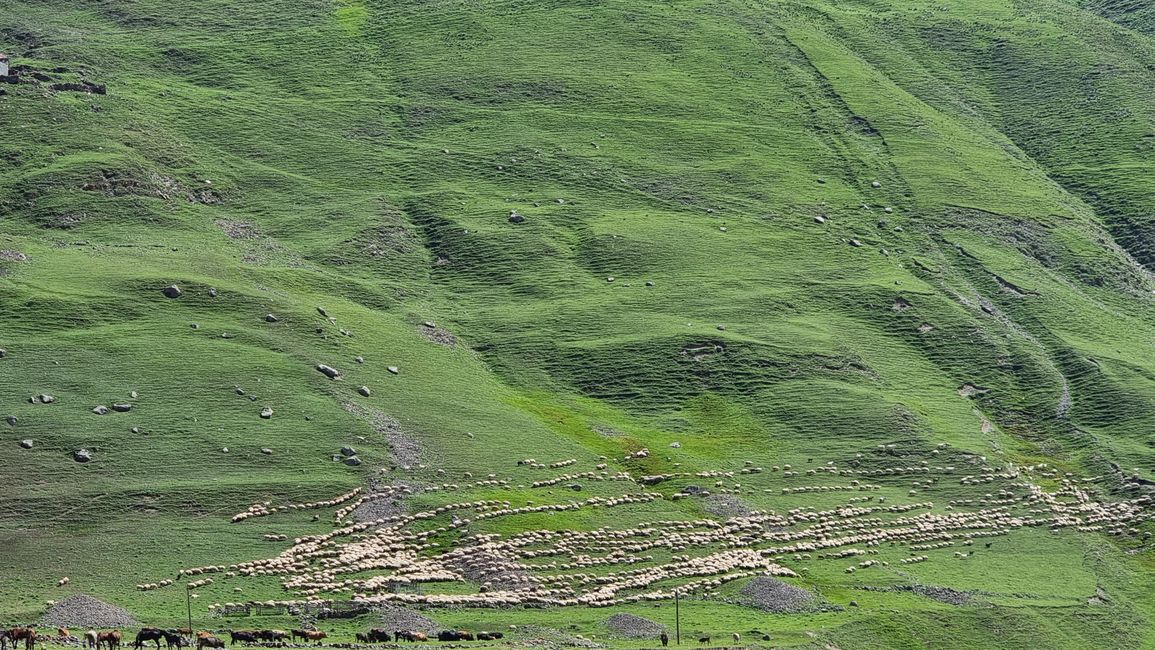 Flock of sheep in the Truso Valley
