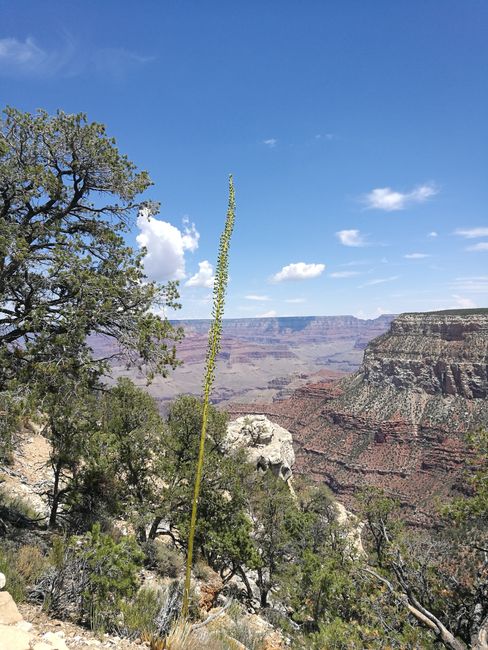 USA 17.07.18 Grand Canyon