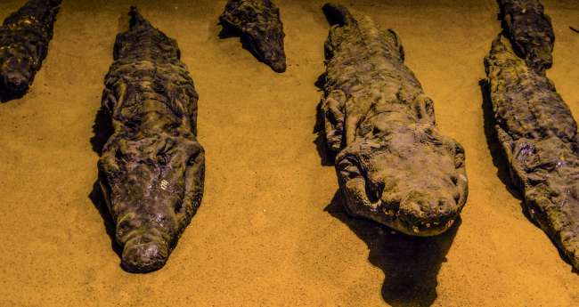 Mumifizierte Krokodile im Museum neben Kom Ombo Tempel