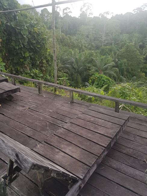 Sepilok (Borneo) - Malaysia