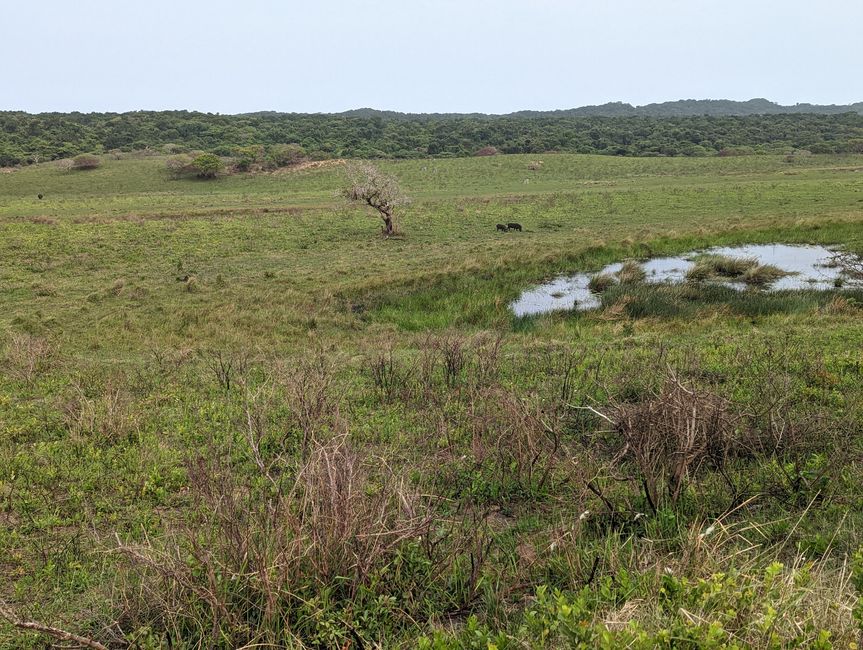 Parc marin d'iSimangaliso