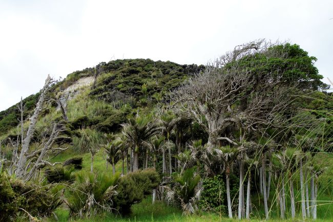The vegetation at the coast at Whangarai