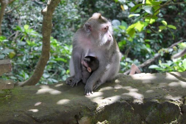 Bewohner des Monkey Forest 