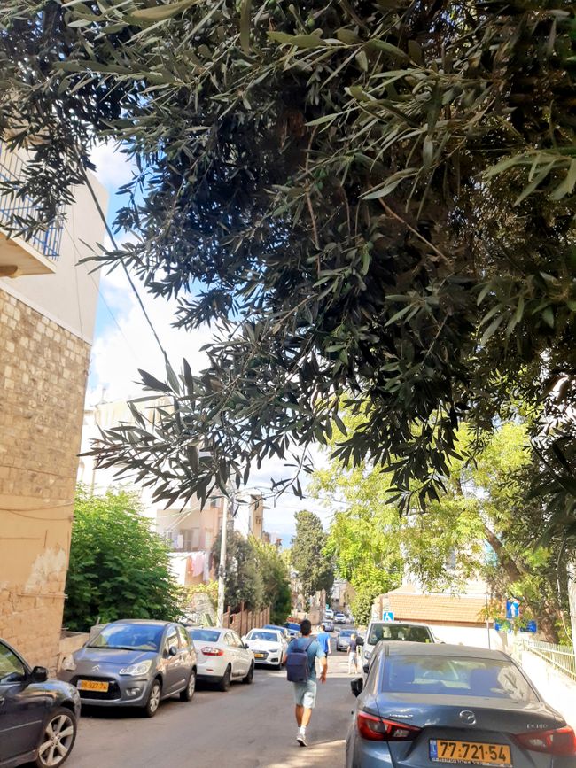 Haifa