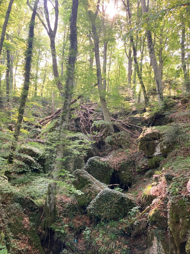 Wege durch lichte Buchenwälder mit bemoosten Felsen 