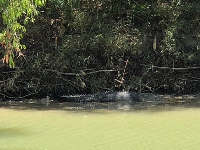 The crocs in Kakadu...