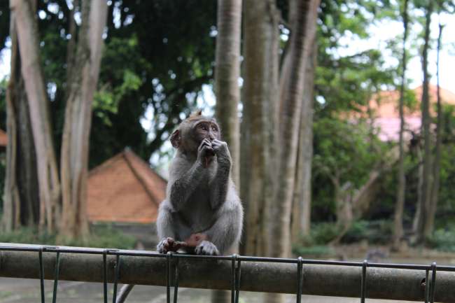 Day 5: Monkey Forest Ubud
