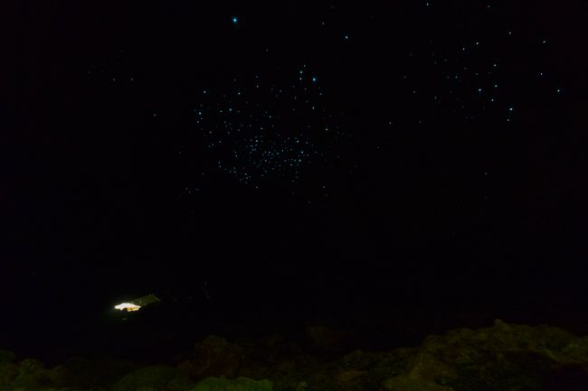 Ein kleiner Abstecher vom Weg führt in diese Glühwürmchenhöhle. Dabei handelt es sich um Langhornmückenlarven, die zum Beutefang Biolumineszenz nutzen.